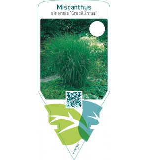 Miscanthus sinensis ‘Gracillimus’