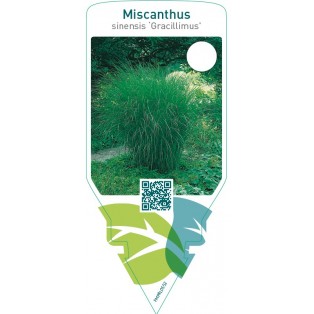 Miscanthus sinensis ‘Gracillimus’