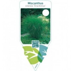 Miscanthus sinensis ‘Gracillimus’
