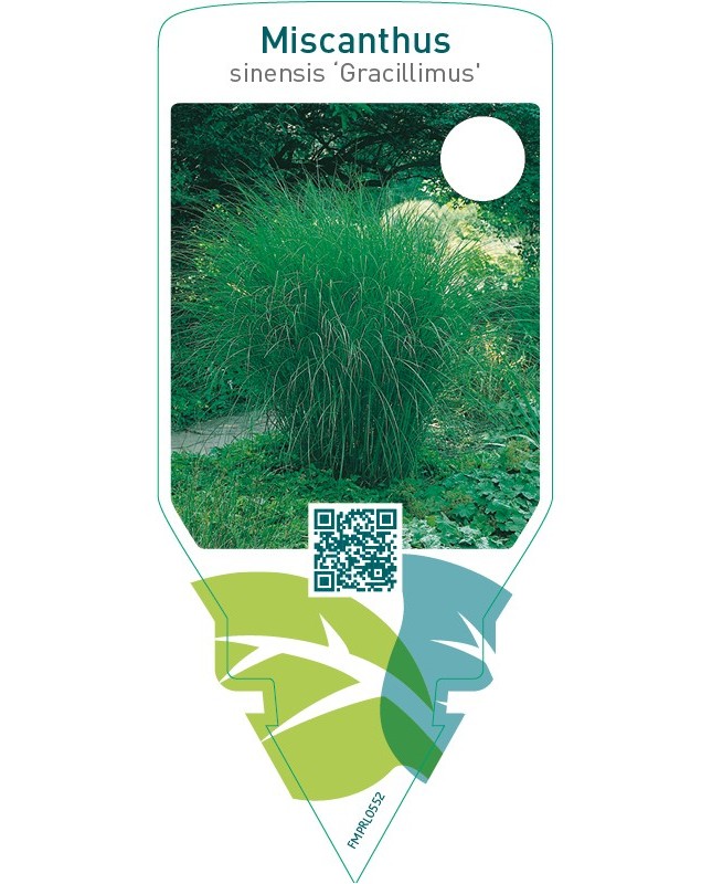 Miscanthus sinensis ‘Gracillimus’
