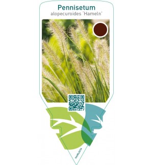 Pennisetum alopecuroides ‘Hameln’