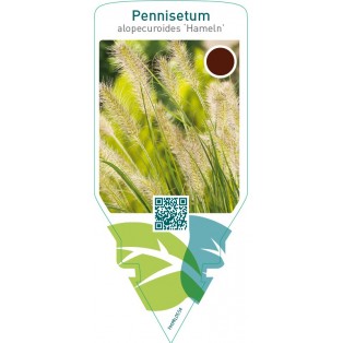 Pennisetum alopecuroides ‘Hameln’