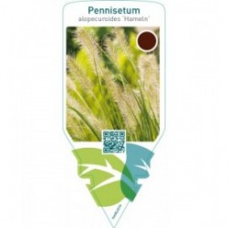 Pennisetum alopecuroides ‘Hameln’