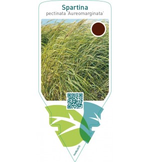 Spartina pectinata ‘Aureomarginata’