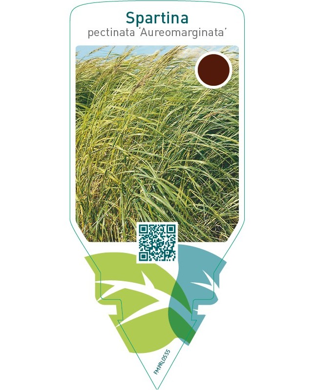 Spartina pectinata ‘Aureomarginata’