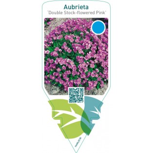 Aubrieta ‘Double Stock-flowered Pink’
