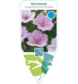 Geranium sanguineum var. ‘Striatum’