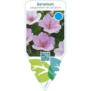 Geranium sanguineum var. ‘Striatum’
