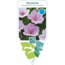 Geranium sanguineum var. ‘Striatum’