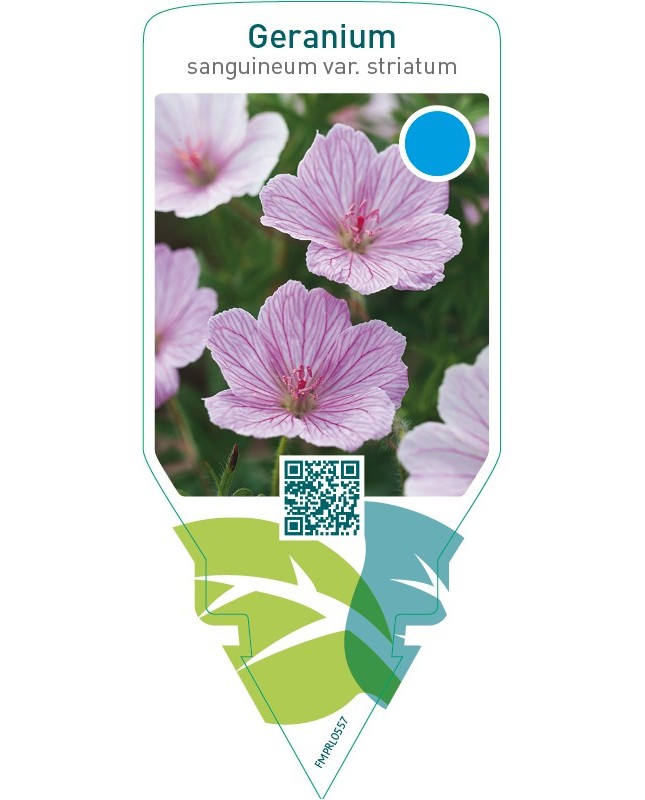 Geranium sanguineum var. ‘Striatum’