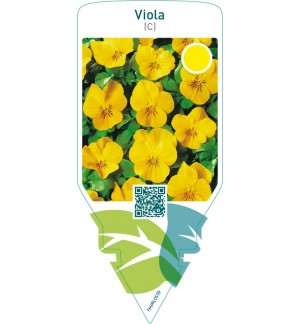 Viola (C)  yellow