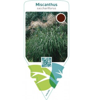 Miscanthus sacchariflorus