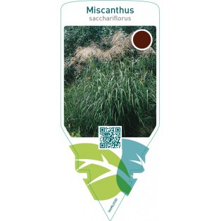Miscanthus sacchariflorus