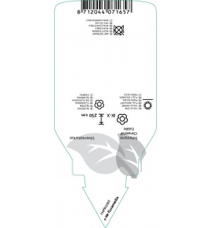 Etichette di Miscanthus sacchariflorus *