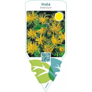 Inula helenium