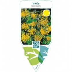 Inula helenium