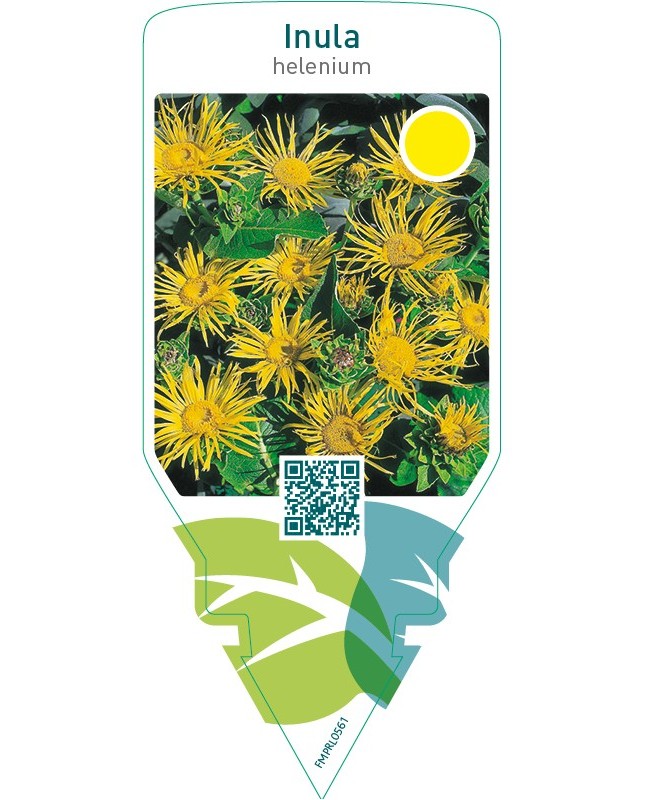 Inula helenium