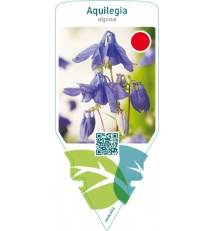Aquilegia alpina  blue