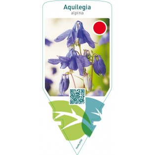 Aquilegia alpina  blue