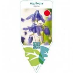 Aquilegia alpina  blue