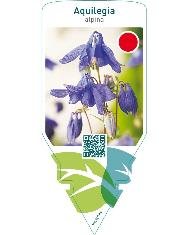 Aquilegia alpina  blue