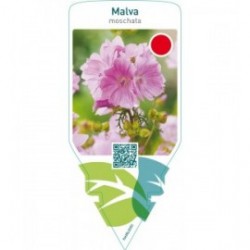 Malva moschata  pink