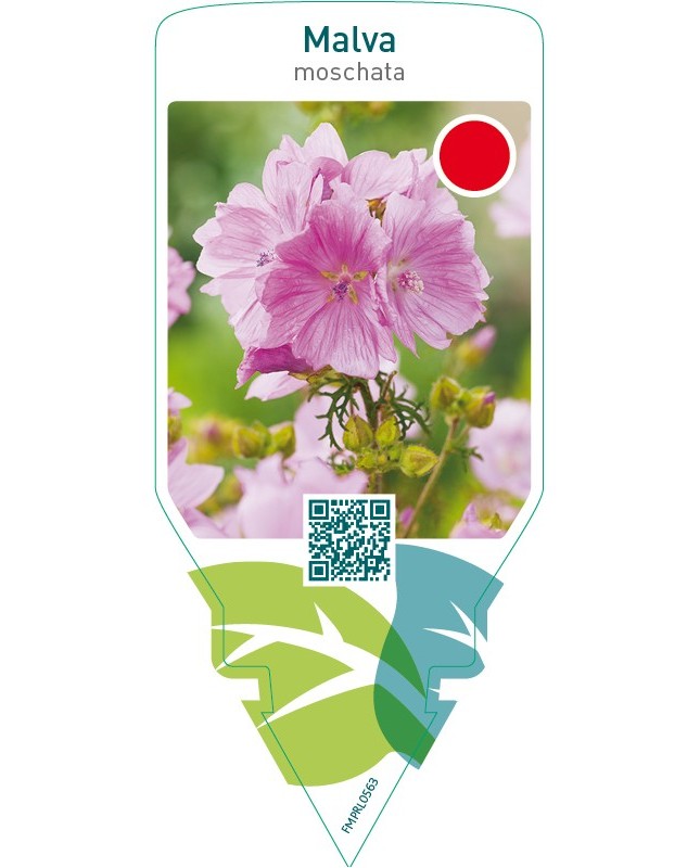 Malva moschata  pink