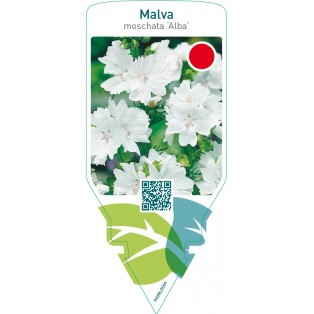 Malva moschata ‘Alba’