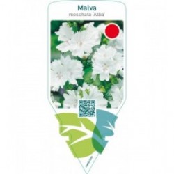 Malva moschata ‘Alba’