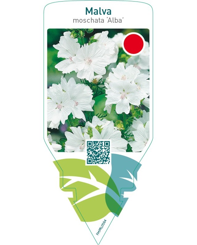 Malva moschata ‘Alba’