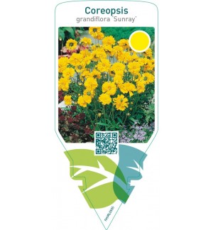 Coreopsis grandiflora ‘Sunray’