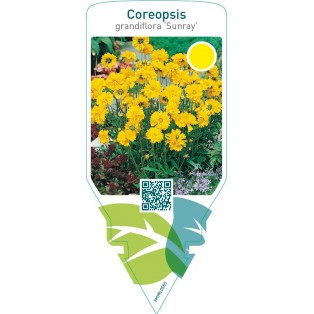 Coreopsis grandiflora ‘Sunray’