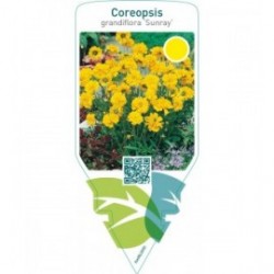 Coreopsis grandiflora ‘Sunray’