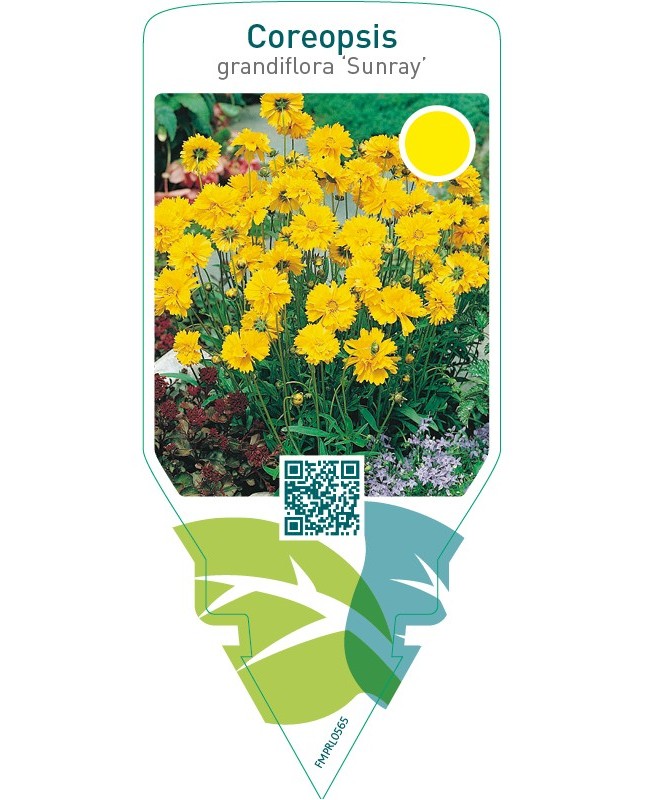 Coreopsis grandiflora ‘Sunray’