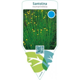 Santolina rosmarinifolia