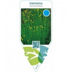 Santolina rosmarinifolia