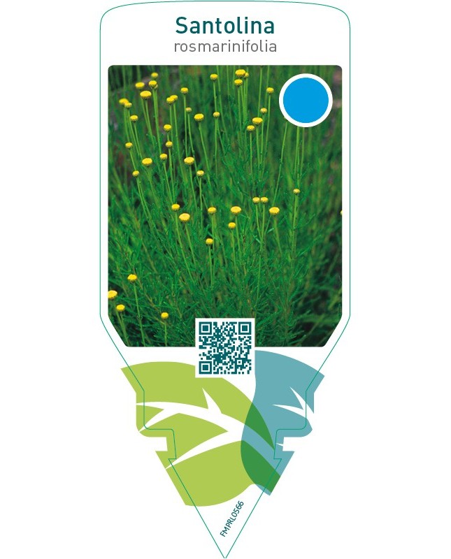 Santolina rosmarinifolia