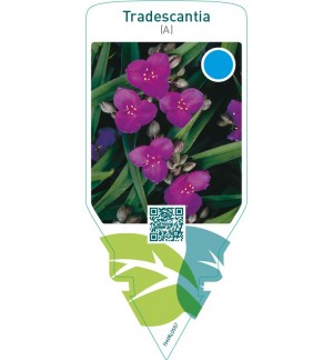 Tradescantia (A)  red