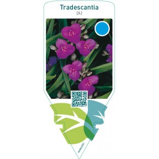 Tradescantia (A)  red