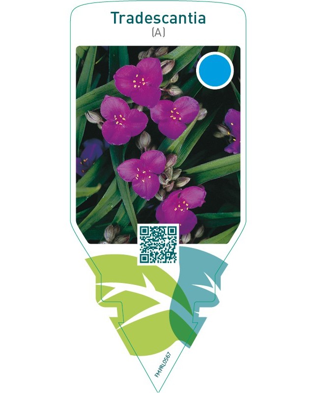 Tradescantia (A)  red