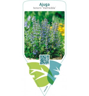 Ajuga tenorii ‘Valfredda’