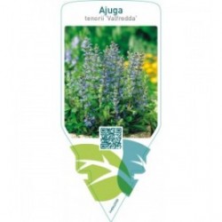 Ajuga tenorii ‘Valfredda’