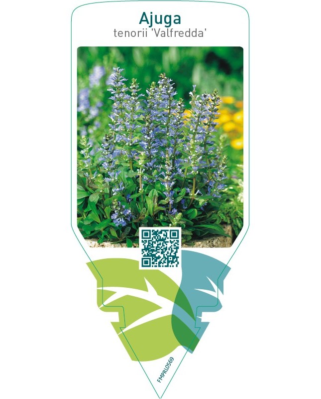 Ajuga tenorii ‘Valfredda’