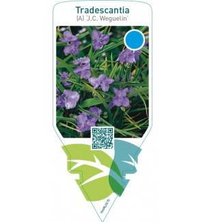 Tradescantia (A) ‘J.C. Weguelin’