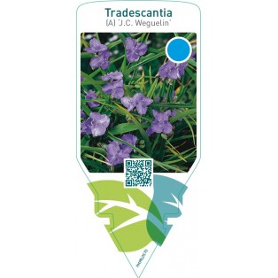 Tradescantia (A) ‘J.C. Weguelin’