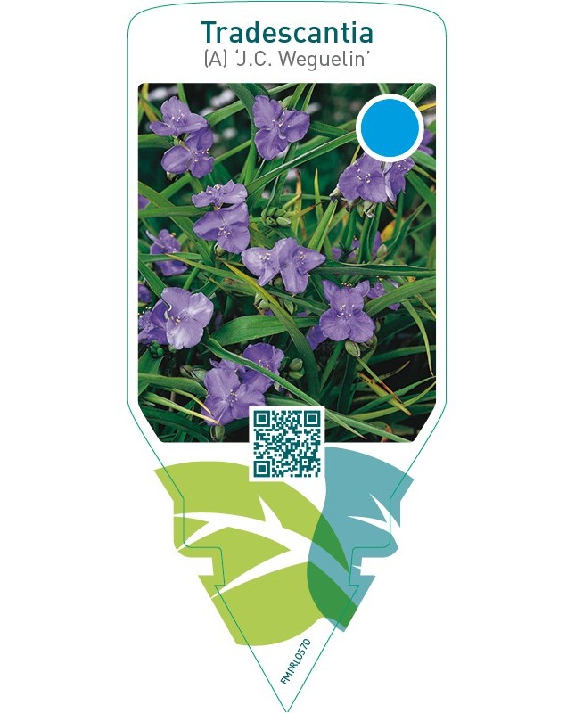 Tradescantia (A) ‘J.C. Weguelin’