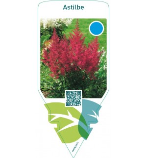 Astilbe  red