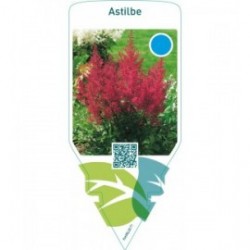 Astilbe  red
