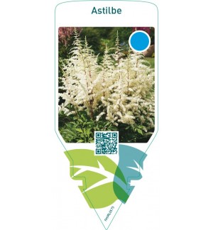 Astilbe  white