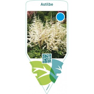 Astilbe  white
